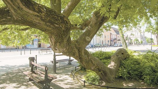 Drzewo Roku 2018 jest w woj. lubelskim. 4 tys. głosów