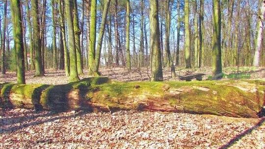 Drzewo Roku: Sosna Ludwiki i dąb Tadeusza walczą o głosy
