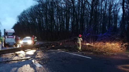 Drzewo zwaliło się na drogę. Uszkodziło auto