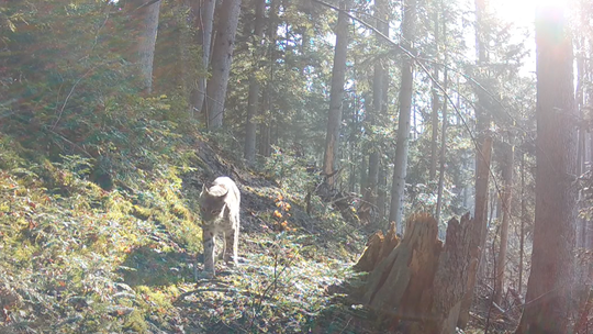 "Duch puszczy" na Roztoczu. Rzadki widok uwieczniony na nagraniu