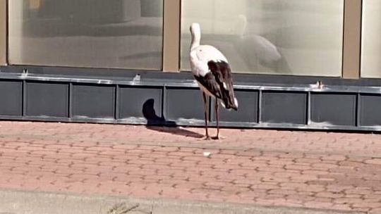 Duduś - bocian, który polubił kebaby i przez to nie chce odlecieć z miasta