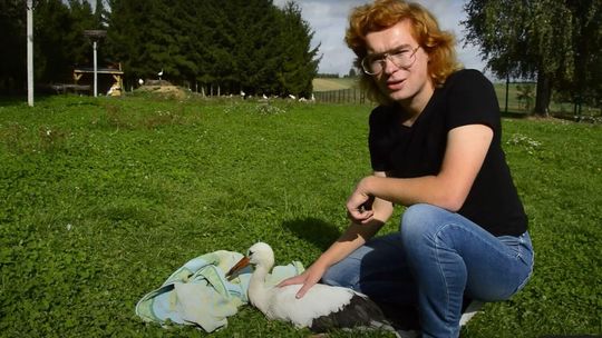 Duduś nie chciał odlecieć przez kebaby. Bocian trafił w fachowe ręce 
