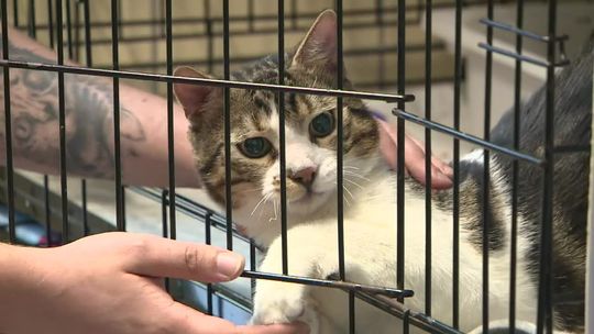 Dusił, bił i przypalał wąsy kotu. Sąd podjął decyzję ws. 22-latka