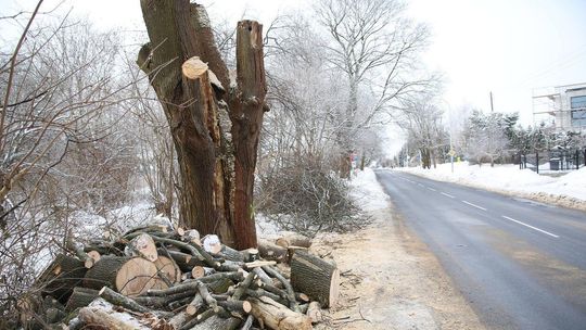 Duże drzewa znikają z ul. Dożynkowej. Ratusz musi posadzić nowe