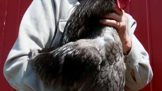 Duże, małe, bojowe i znoszące zielone jajka