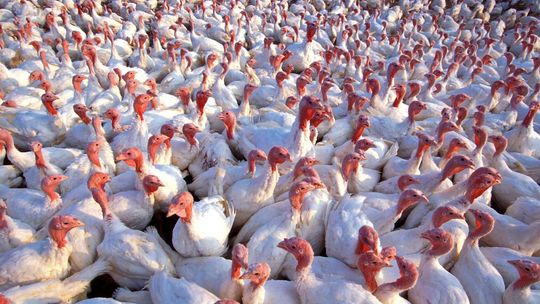 Duże ognisko ptasiej grypy. Tysiące indyków do utylizacji