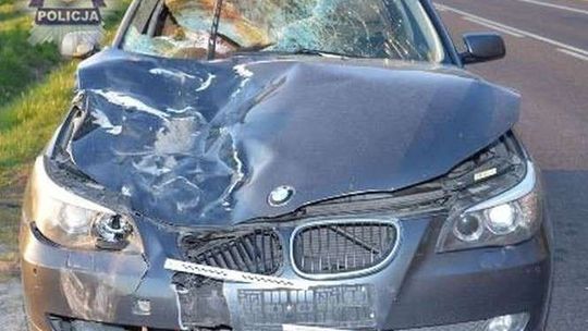 Dwa jelenie zderzyły się z BMW. Kierowca i pasażer trafili do szpitala
