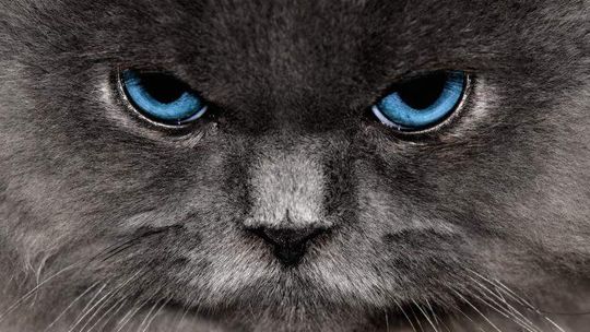 Dwa koty i psa podejrzewano o... szpiegostwo