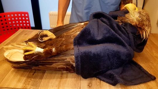 Dwa zatrute bieliki w woj. lubelskim. Ornitolodzy proszą o pomoc w odnalezieniu zatrutej przynęty