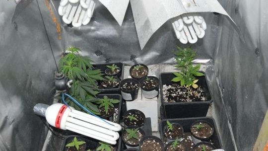 Dwaj bracia uprawiali marihuanę. Wybrali do tego nietypowe miejsce 