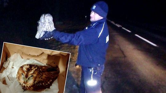 Dwie „sowie interwencje” policji. Niemal w tym samym czasie