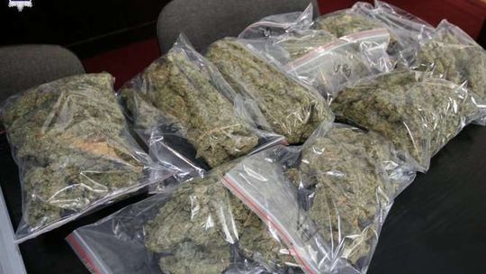 Dwóch lublinian wracało z podróży do Holandii. Pies wytropił co wieźli [wideo]