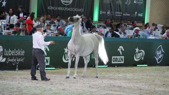 Dyrektor ANR zatajał niekorzystne informacje o aukcji w Janowie Podlaskim? Stanie przed sądem