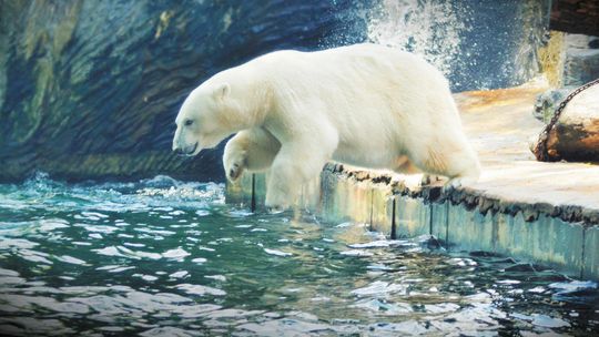 Dyszą, brodzą, leżakują. Sposoby zwierząt na upały