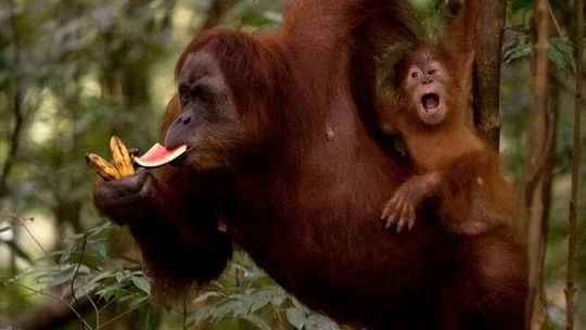 Dzieci o ratowaniu zwierząt