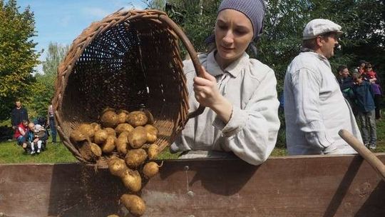 Dzieci pomagały zbierać ziemniaki. Wykopki w skansenie (zdjęcia)