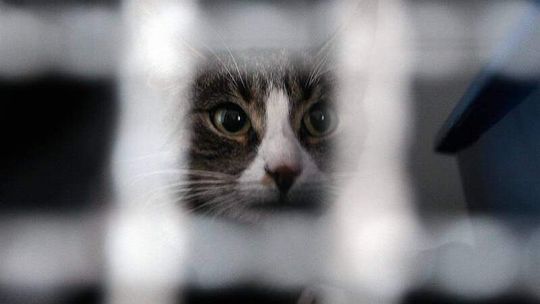 Dzieci w wieku 9 i 10 lat zmasakrowały ciężarną kotkę