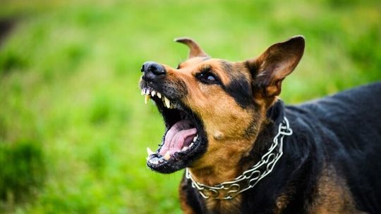 Dzieci wracały ze szkoły. W centrum miasta zaatakował je pies 