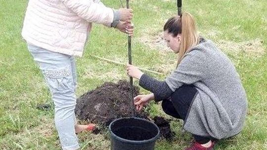 "Dzięki tej akcji Chełm będzie jeszcze piękniejszy". Każdy może posadzić swoje drzewo