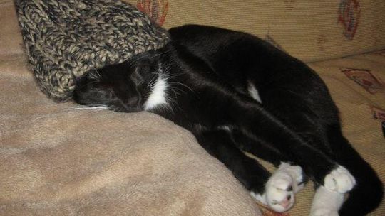 Dzień kota: Galeria Waszych zwierzaków (zdjęcia)