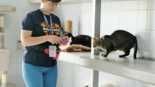 Dzień Otwarty w lubelskim schronisku. Setki zwierząt czekają na pomoc