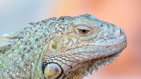 Dzień Otwarty z iguaną, pająkiem i agami. Schronisko w Lublinie zaprasza