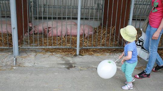 Dzień Otwartych Drzwi w LODR w Końskowoli: Były kury, świnie i ciągniki (zdjęcia)