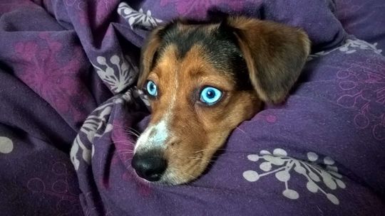 DZIEŃ PSA już dziś. Wyślij zdjęcie swojego pupila