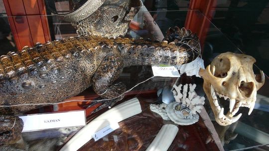 Dzień Służby Celnej w Zamościu (zdjęcia)