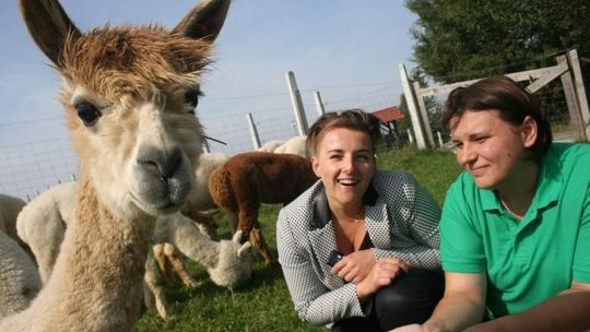 Dzień z alpakami. Cieszą, leczą i czasami dają popalić