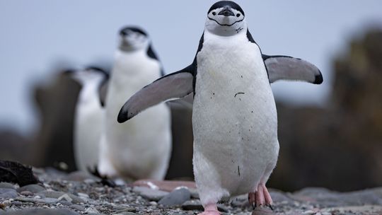 Dzień Ziemi: Sekretne życie pingwinów do zobaczenia 