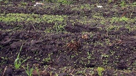 Dzierżawa ziemi od ANR już możliwa. Sprzedaż nadal wstrzymana