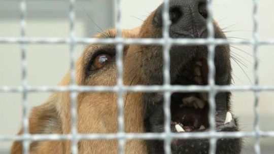 Dziewczynka bawiła się na posesji sąsiada. Rzucił się na nią pies