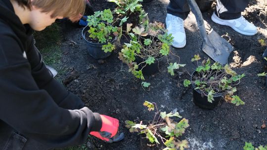 Dziewięć zielonych pomysłów do realizacji. Miasto wybrało projekty w ramach Zielonego Budżetu