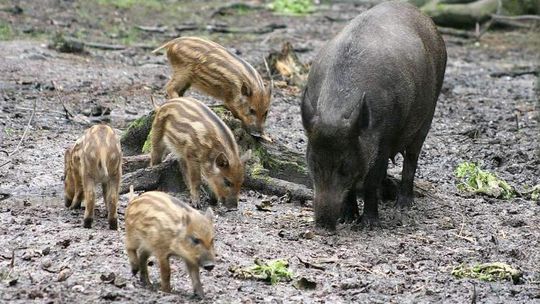 Dzik jest dziki, rolnik jest zły
