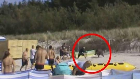 Dzik na plaży w Karwi nad Bałtykiem. Poturbował kilka osób (wideo)