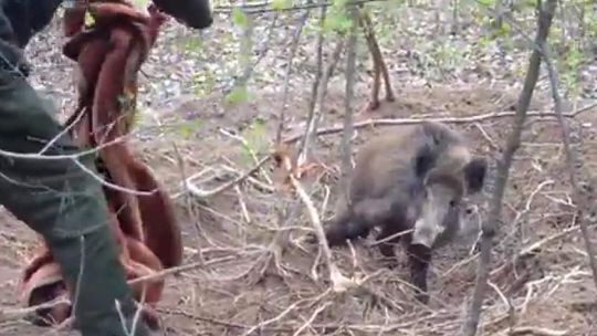 Dzik w potrzasku. Nagrali akcję ratunkową (wideo)