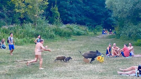 Dzik wyciął nudyście numer. Złapał torbę z laptopem i uciekał w popłochu