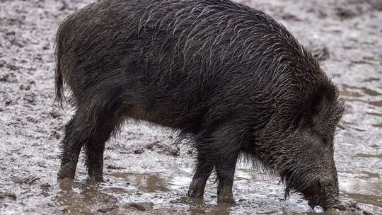 Dzik z ASF znaleziony w gminie Zalesie