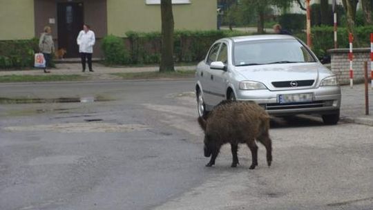 Dzik zaatakował dziecko w centrum miasta