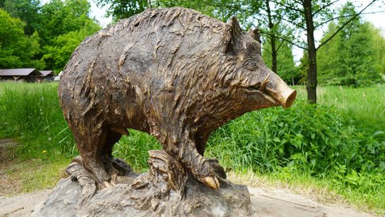 Dzik zaprasza do odwiedzin w lubelskim skansenie