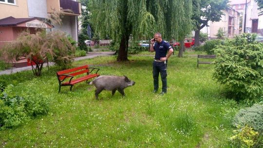 Dzik zjadł dzieciom pierogi, a potem zaczął na nie warczeć