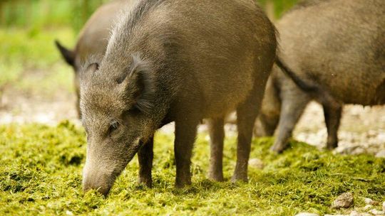 Dziki grasują w Białej Podlaskiej. Będzie karmienie i odstrzał