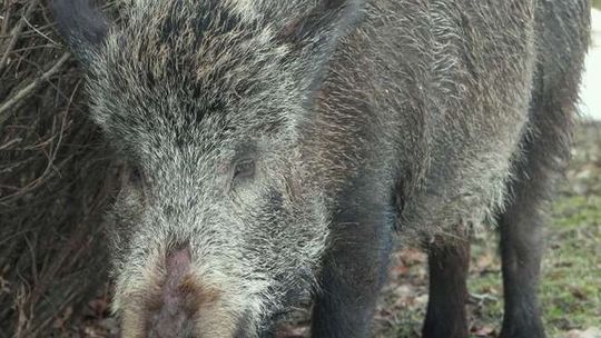 Dziki i bobry niszczą uprawy. Coraz więcej odszkodowań