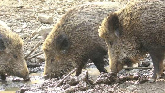 Dziki niszczą pola rolników w woj. lubelskim
