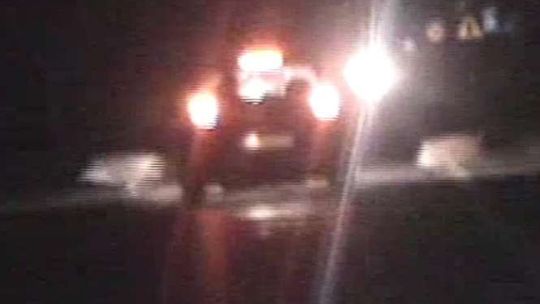 Dziki wybiegły na jezdnię prosto pod samochód [wideo]