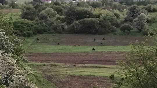 Dziki wyszły na spacer po górkach czechowskich