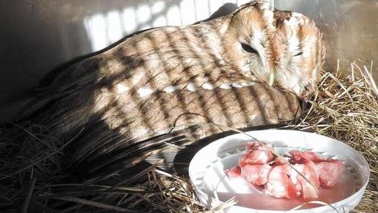 Dzikie zwierzęta na państwowym wikcie. Dostają pomoc w Poleskim Parku Narodowym