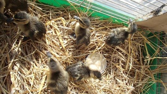 Dzikie zwierzęta zostawmy na łące