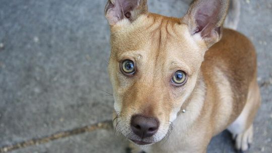 Dziś Dzień Kundelka. Galeria Waszych czworonogów (zdjęcia)